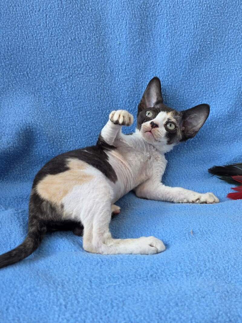 Dulcinea Devon Rex female black tortie bicolour - live animals