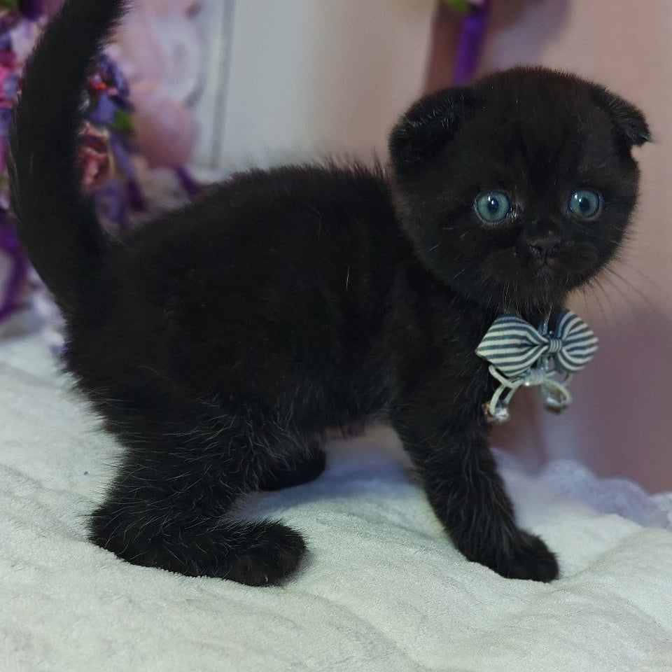 Xavier Scottish Fold male, black