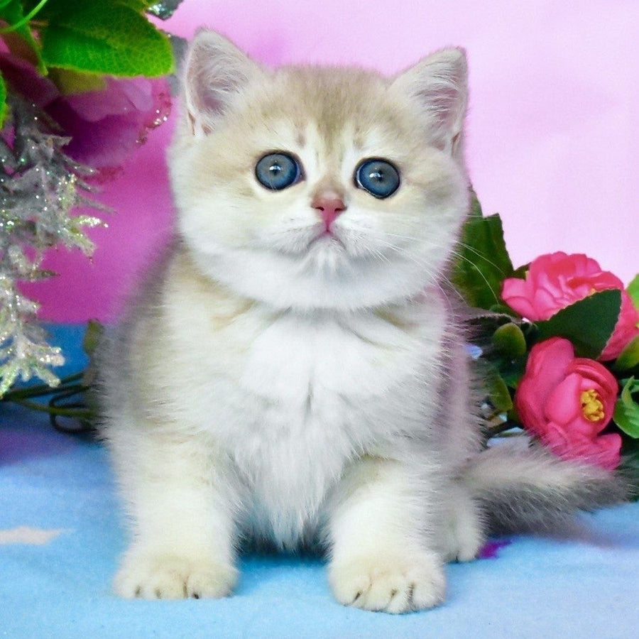 Chloya British Shorthair female, blue golden chinchilla