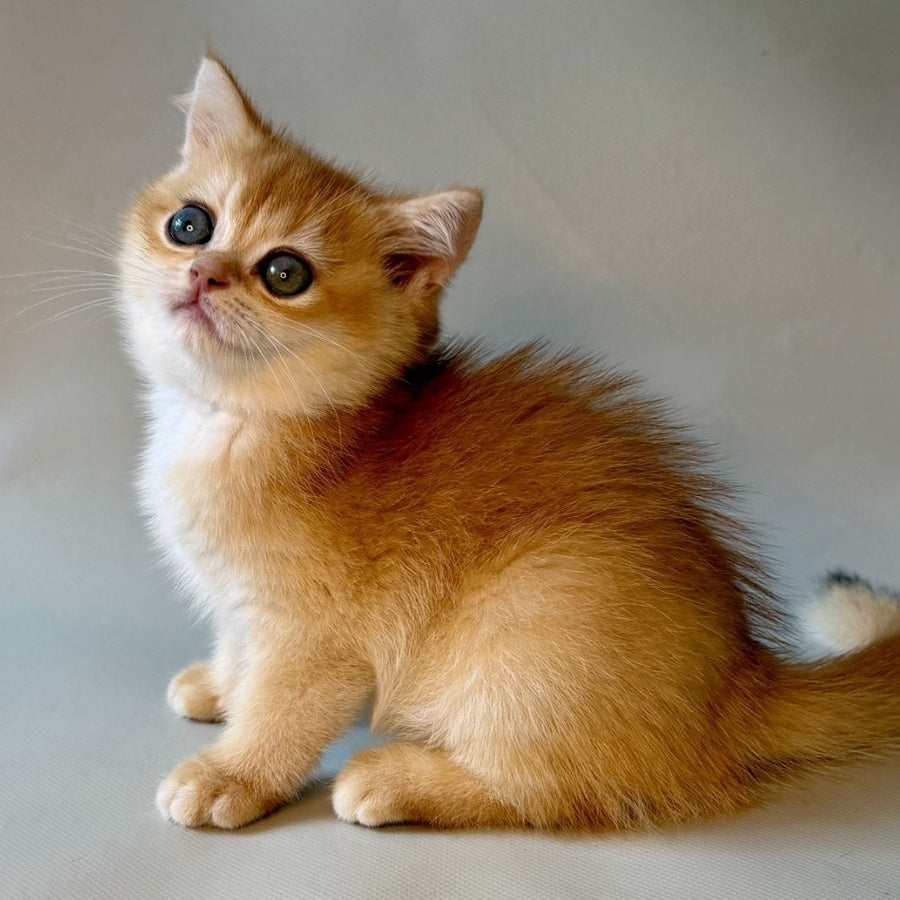 Zazu British Shorthair male, black golden chinchilla