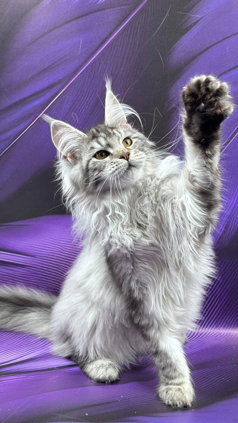 Malina Maine Coon female, black silver tabby