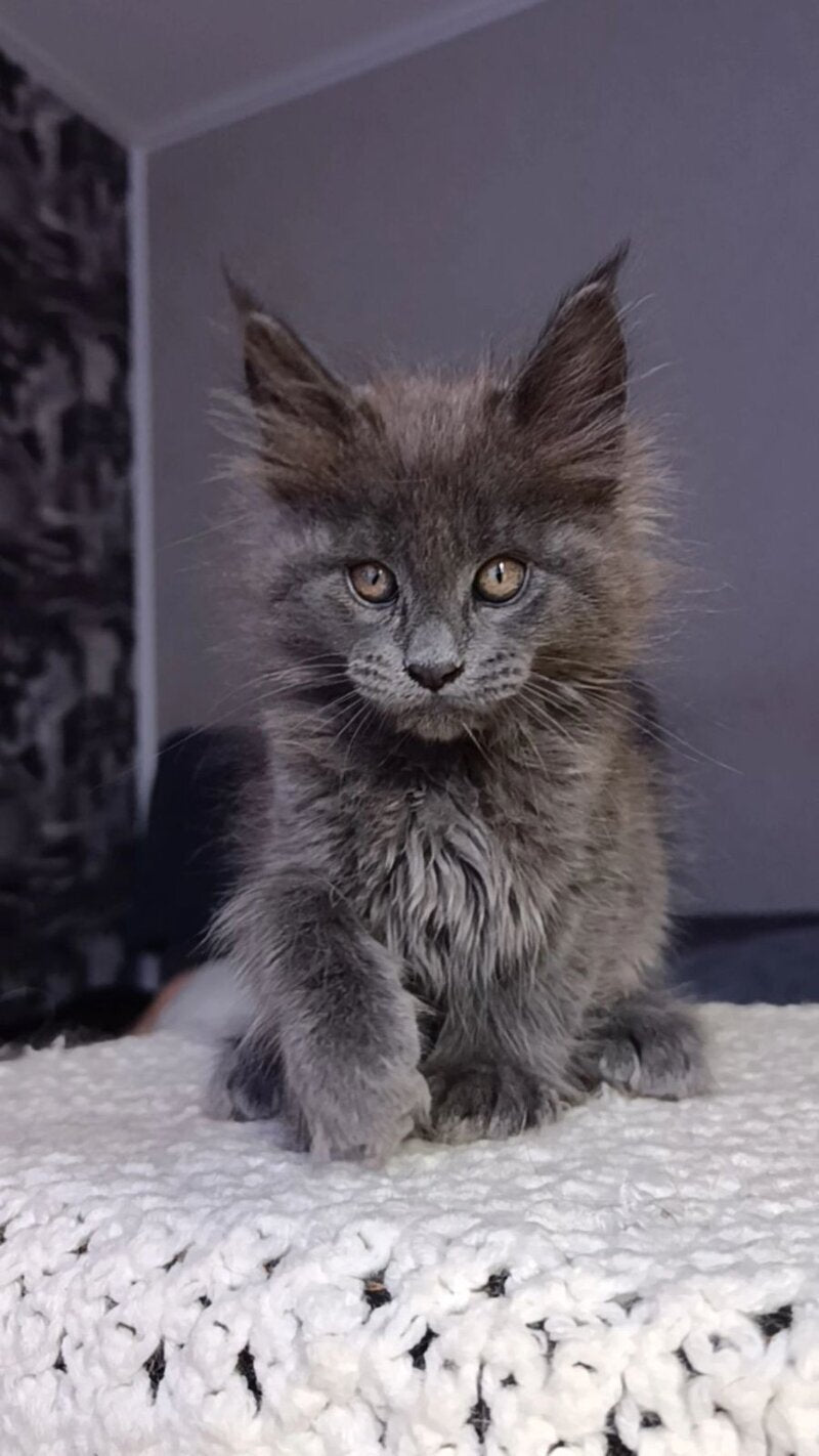 Parker Maine Coon male blue - live animals