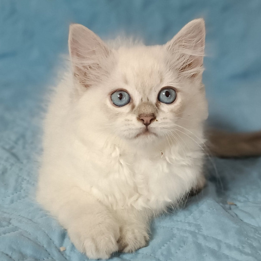 Dakota Siberian female, blue tabby pointed