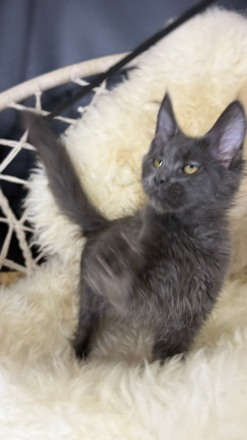 Quix Maine Coon male, blue