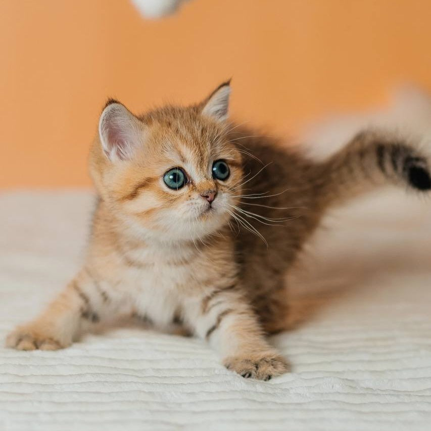 Glroia Scottish Straight female, black golden spotted tabby