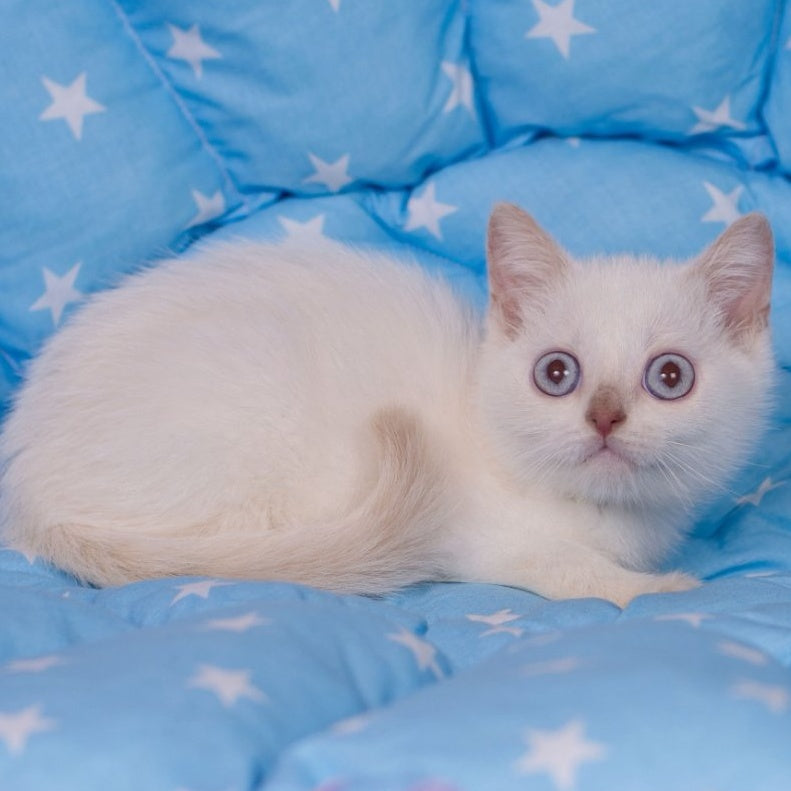 Lime British Shorthair male, fawn pointed