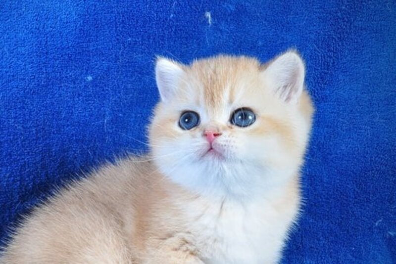 Goshka British Shorthair male black golden shaded live animals