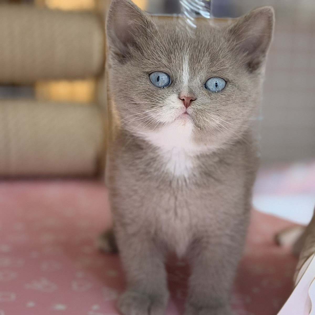 Solena British Shorthair female, lilac with white
