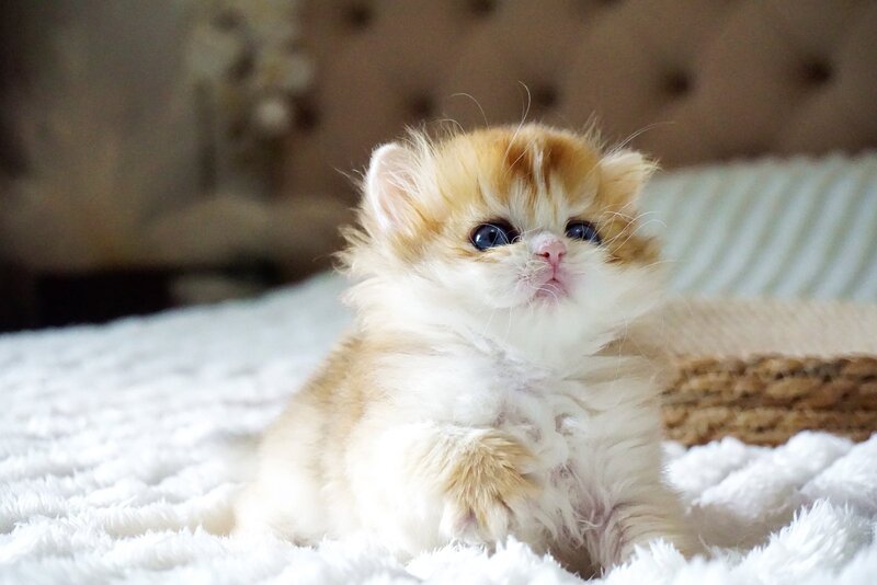 Jina British Longhair female, black golden shaded
