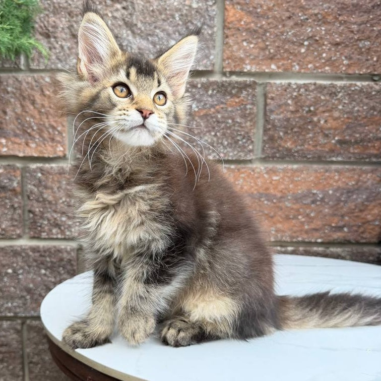 Buddy Maine Coon male, black ticked tabby