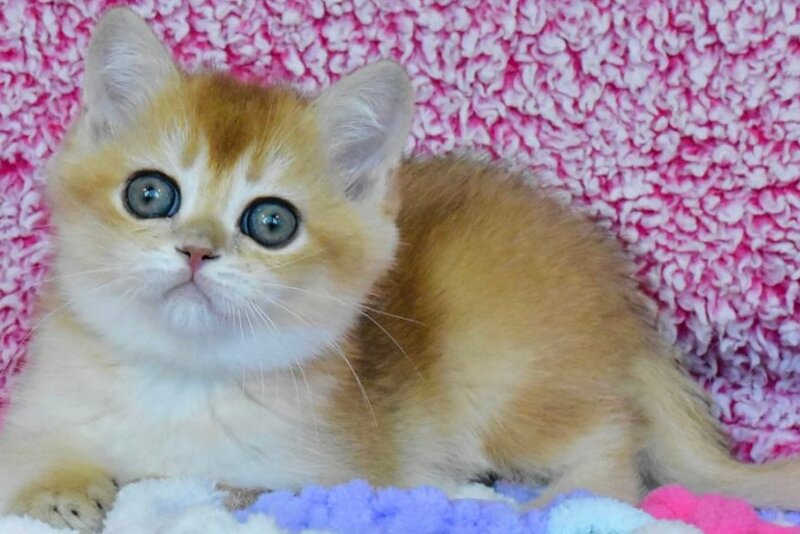 Oskar British Shorthair male, black golden chinchilla
