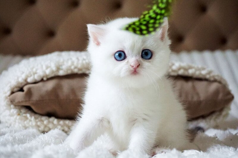 Indigo British Shorthair male, black golden shaded van