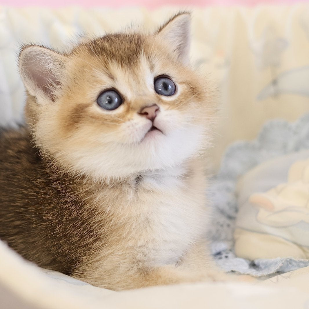 Eddi Scottish Straight male, black golden ticked tabby