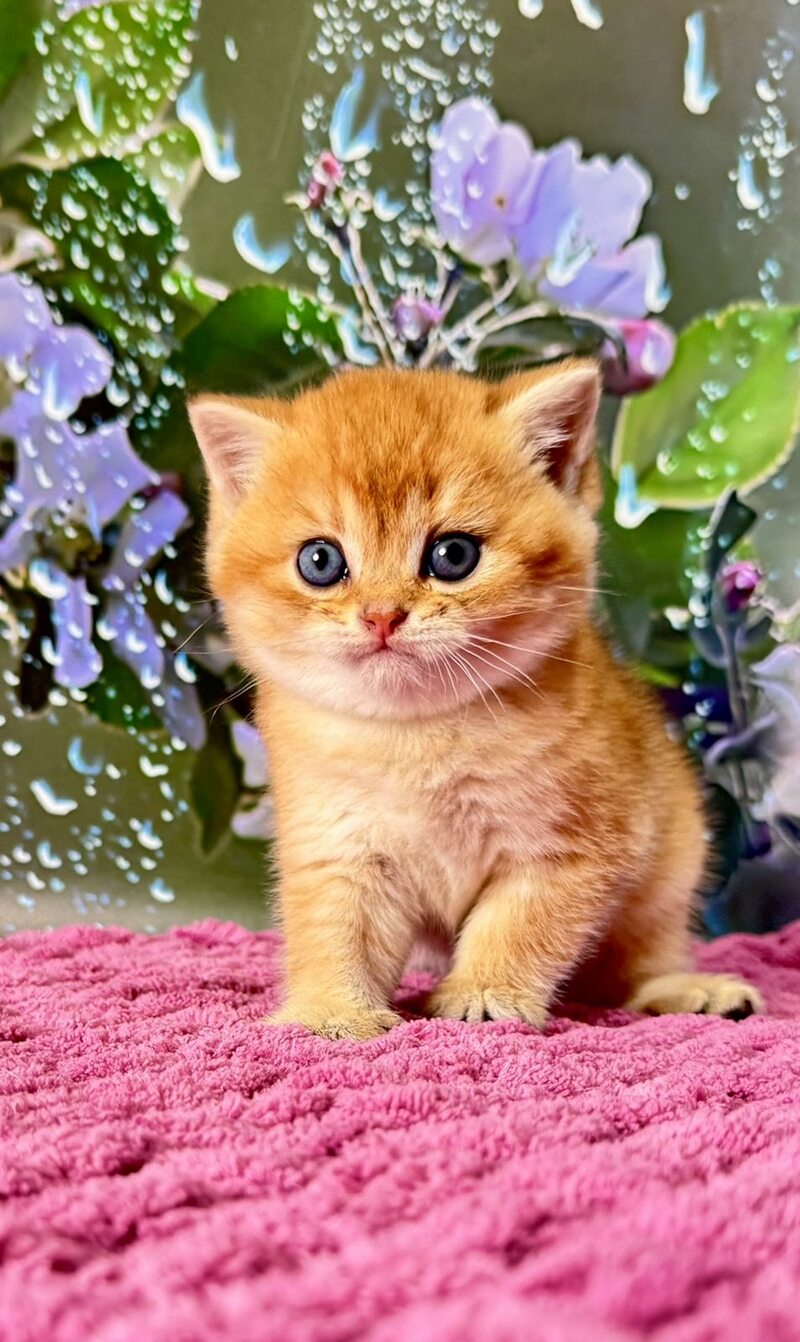 Feniks Scottish Straight male black golden shaded - live animals