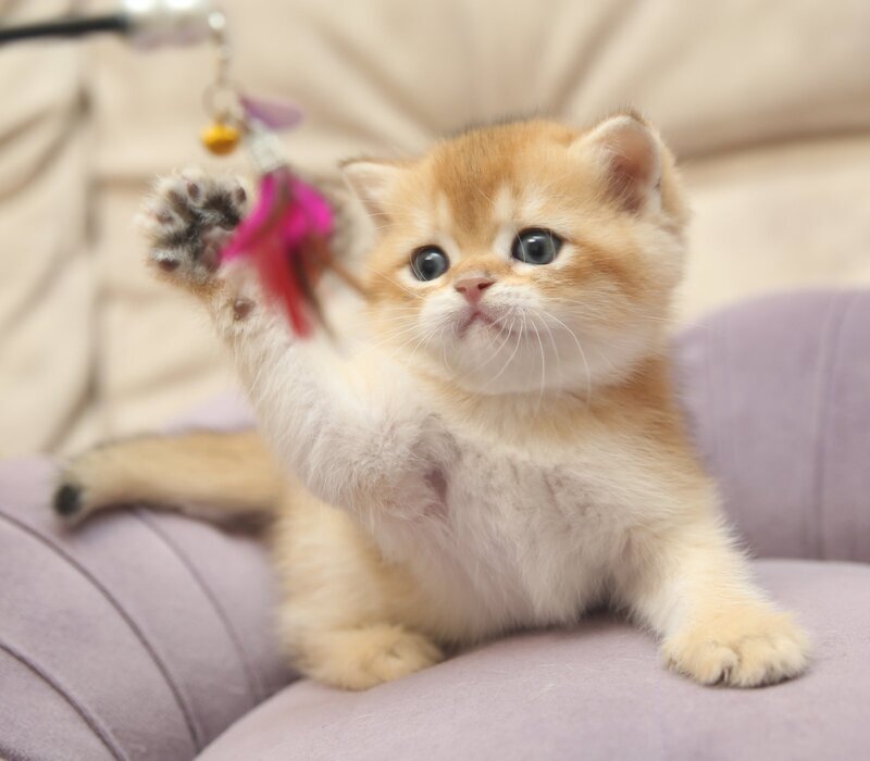 Gucci Scottish Straight male black golden shaded - live animals