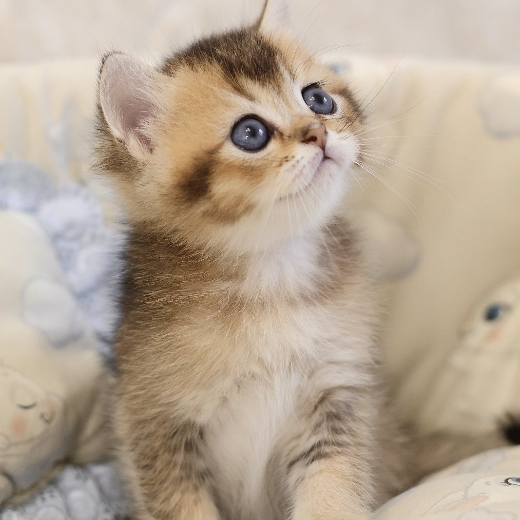 Eleon Scottish Straight male, black golden ticked tabby