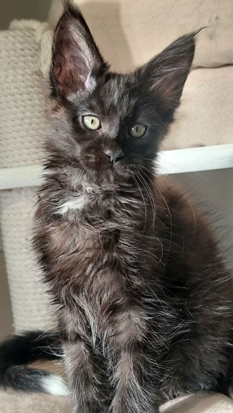Debora Maine Coon female black with white - live animals