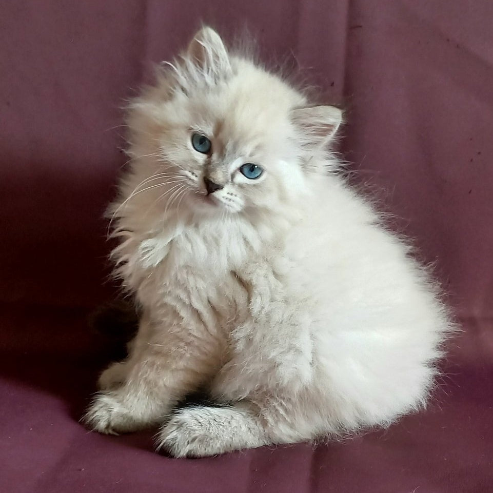 Milan Siberian male, blue tabby pointed