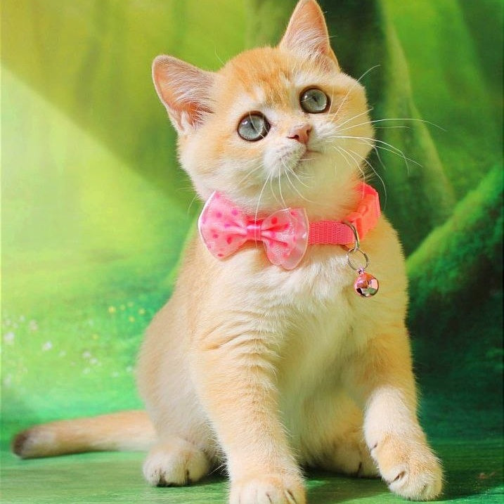 Kelly British Shorthair female, chocolate golden chinchilla
