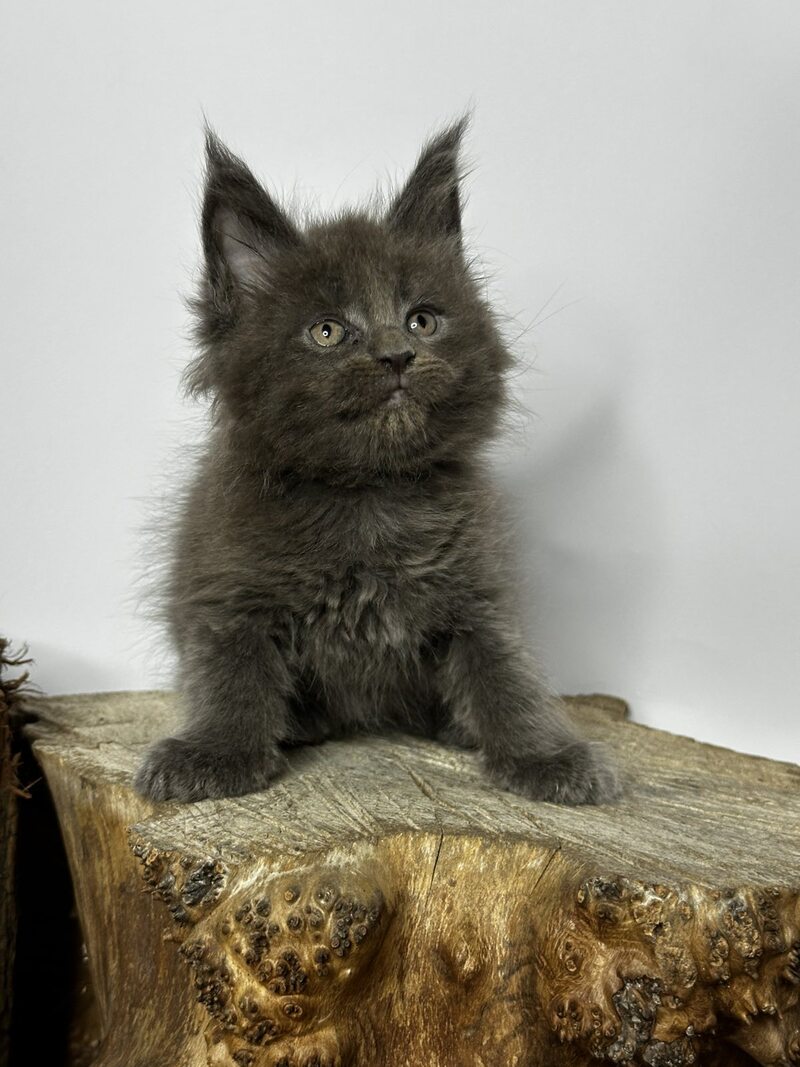 Joker Maine Coon male blue - live animals