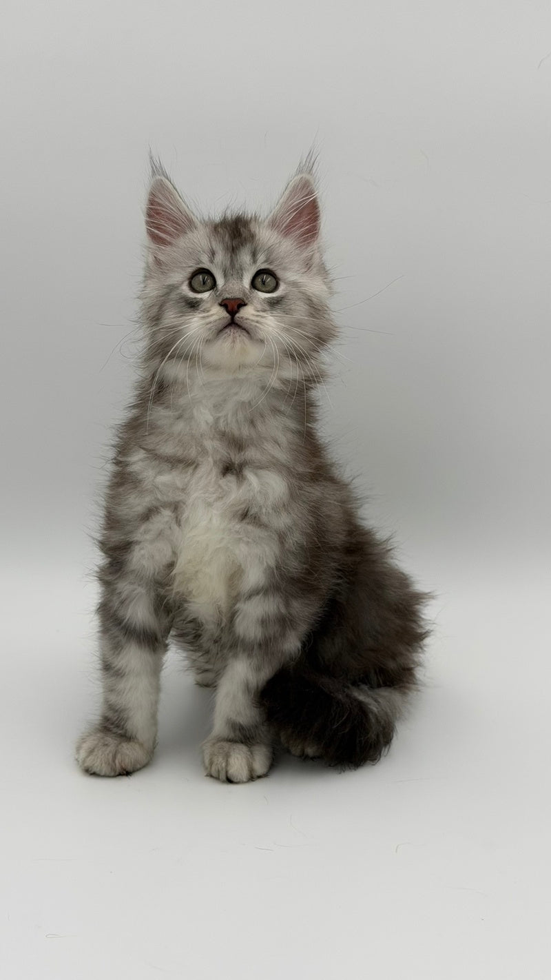 Mirage Maine Coon male, blue silver with white