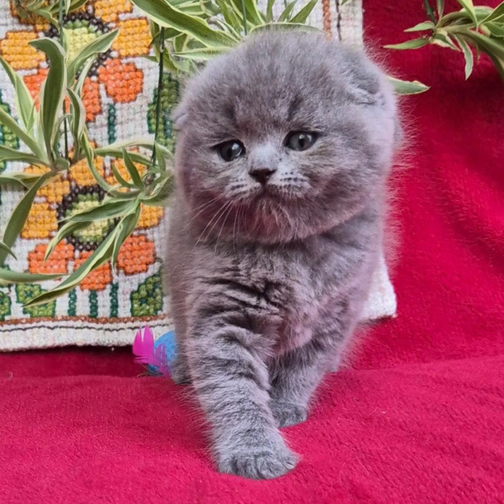 Lexi Scottish Fold female, blue