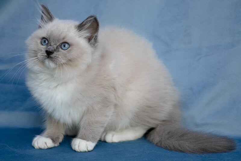 Nox Ragdoll male, blue mitted