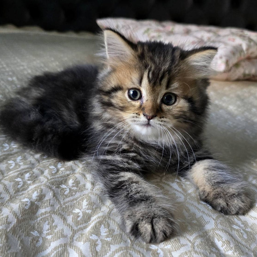 Dakota Scottish Straight female, black tabby