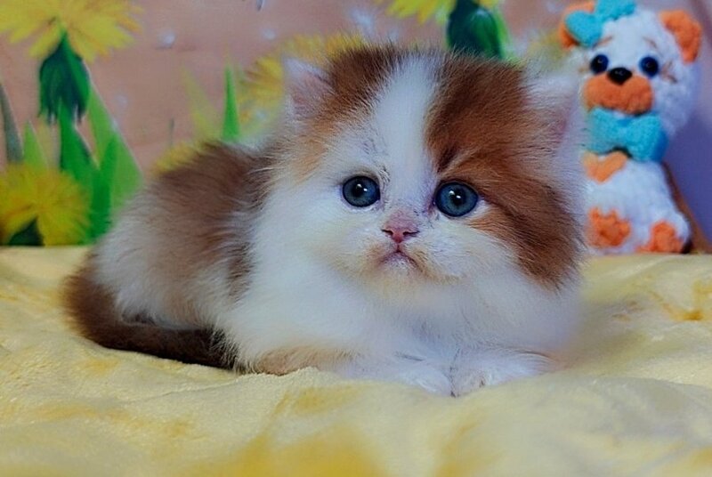 Neo British Longhair male, chocolate golden bicolour