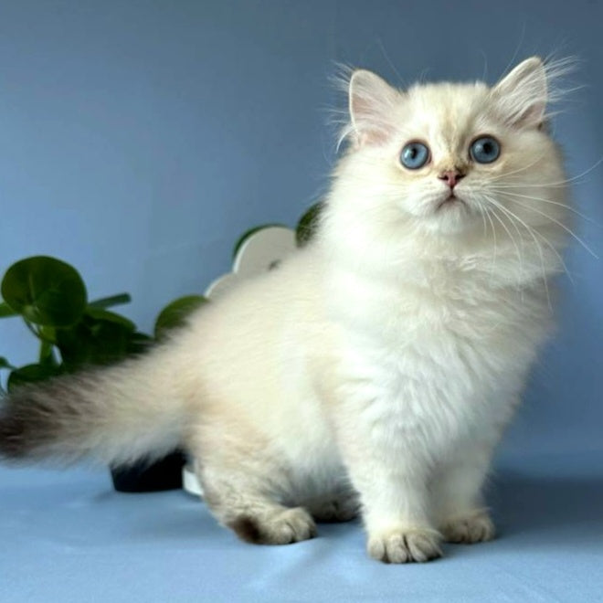Galaxy Scottish Fold male, black silver tabby pointed
