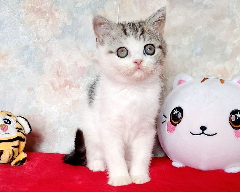 Rafaella Scottish Straight female, black tabby bicolour