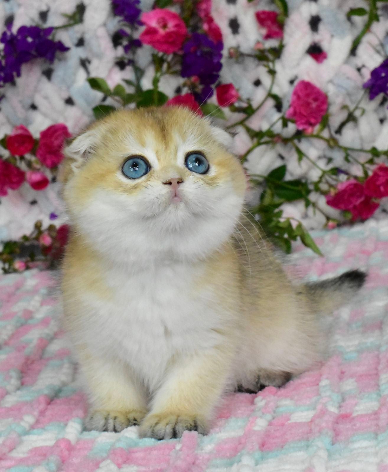 Ulyasha Scottish Fold female, black golden shaded