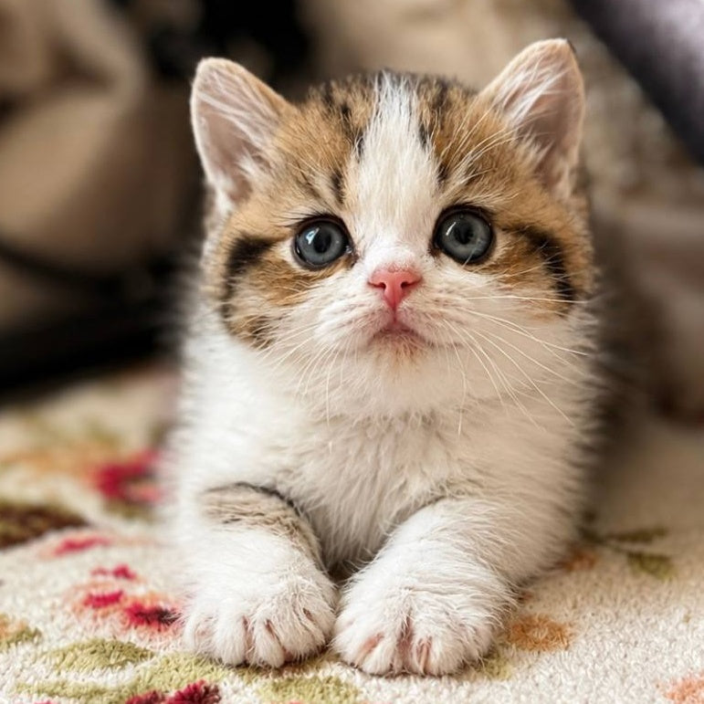 Simic Munchkin male, black golden spotted tabby bicolour