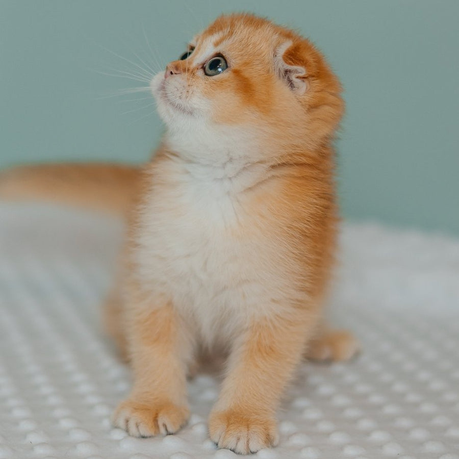 Diora Scottish Fold female, black golden chinchilla