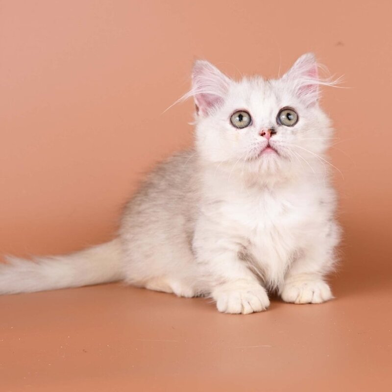 Gerda Munchkin female, black tortie silver shaded bicolour
