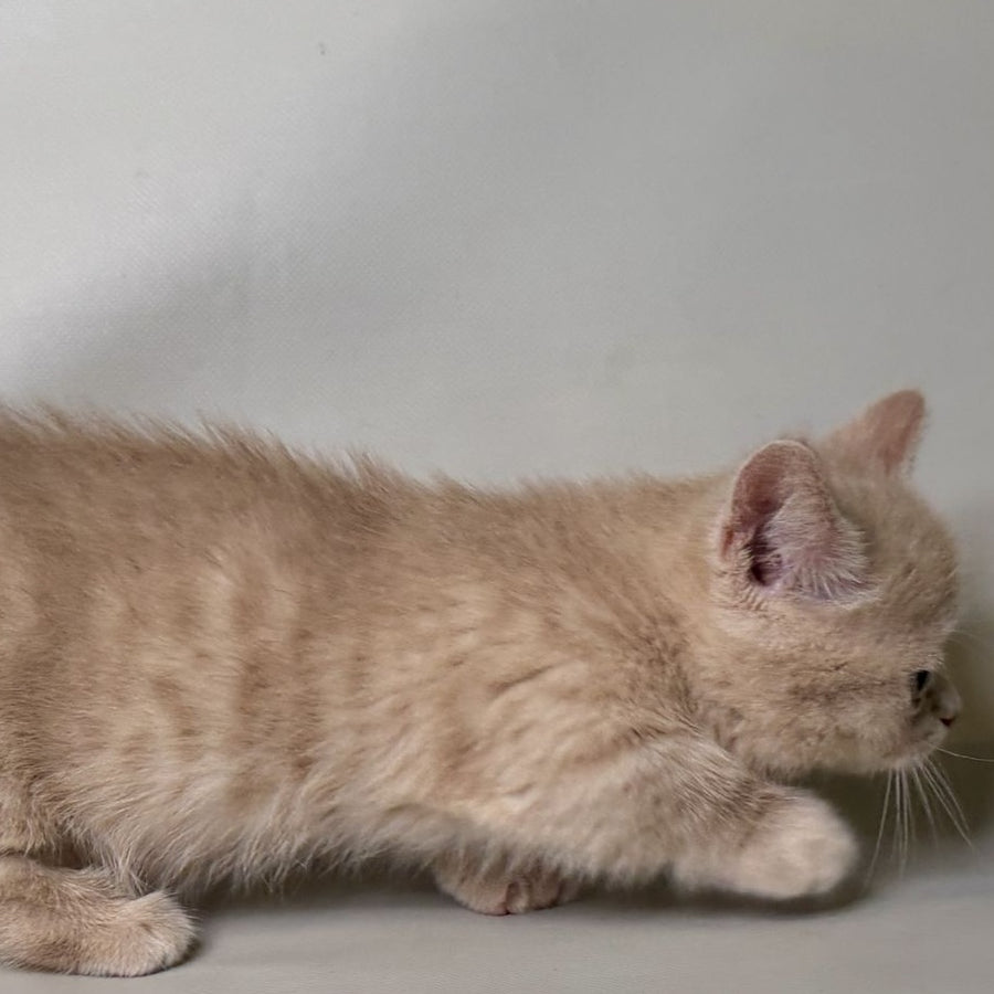 Odie Munchkin male, lilac