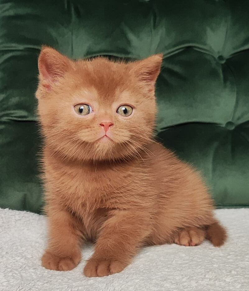 Unus British Shorthair male, cinnamon