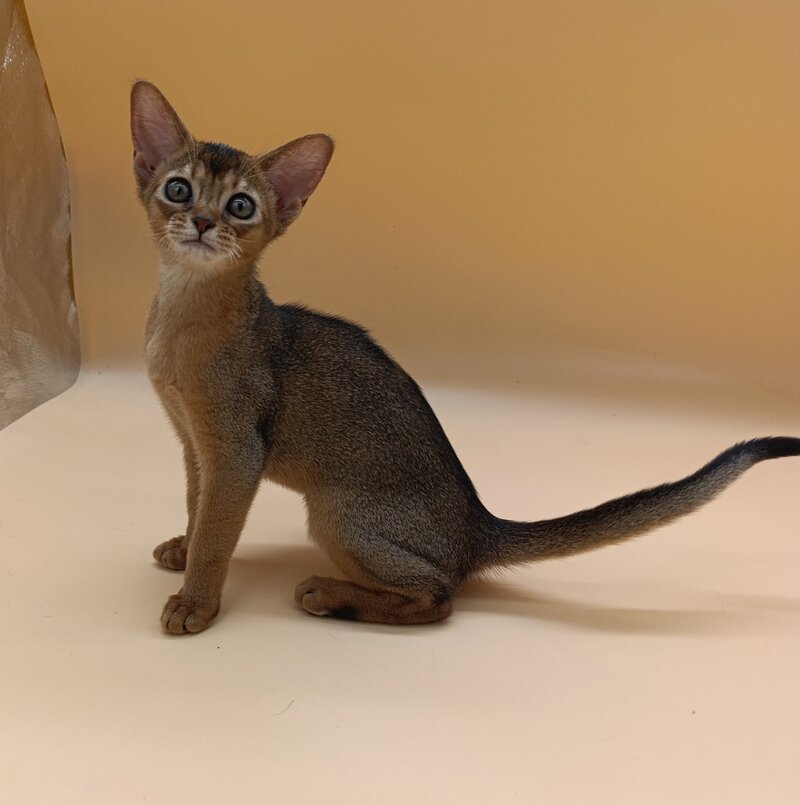 Laura Abyssinian female, ruddy