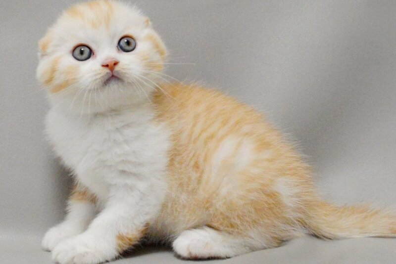 Vincent Scottish Fold male red silver spotted tabby bicolour - live animals