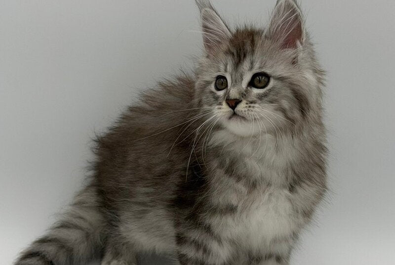Mantra Maine Coon female, black silver spotted tabby