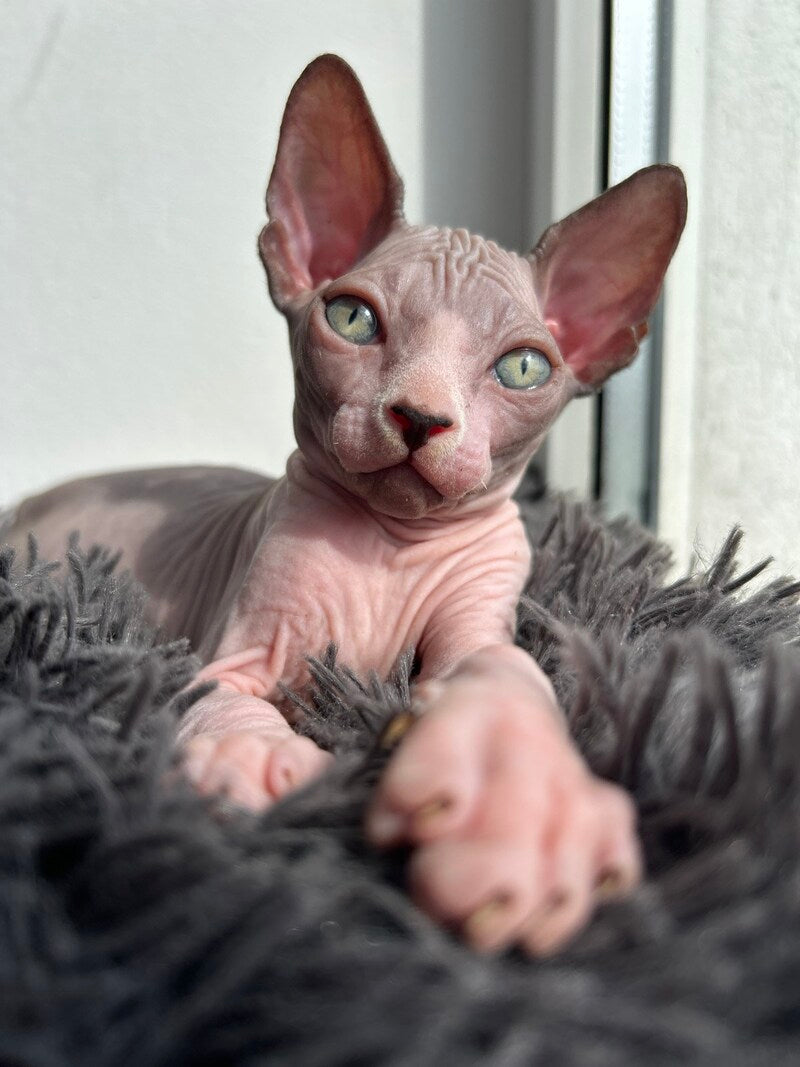 Stich Canadian Sphynx male, black