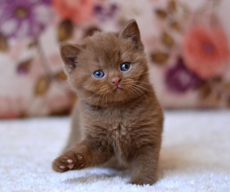 Ecler British Shorthair male cinnamon - live animals