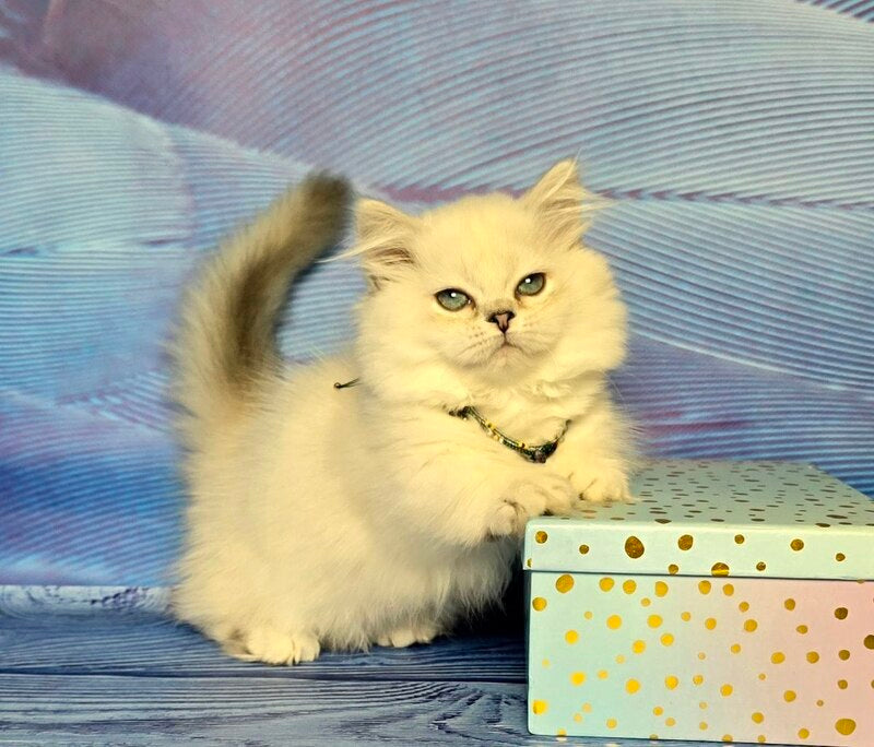 Tiffany Munchkin female, black silver shaded pointed