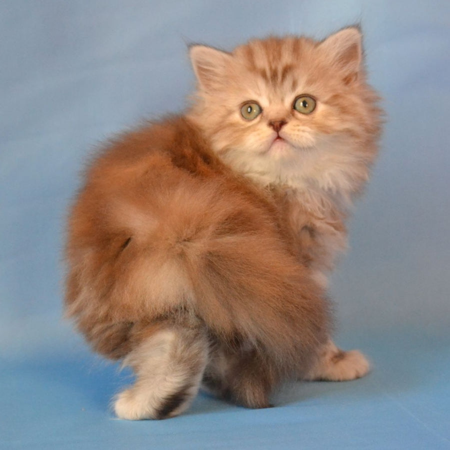 Rachel Scottish Straight female, black tortie silver tabby