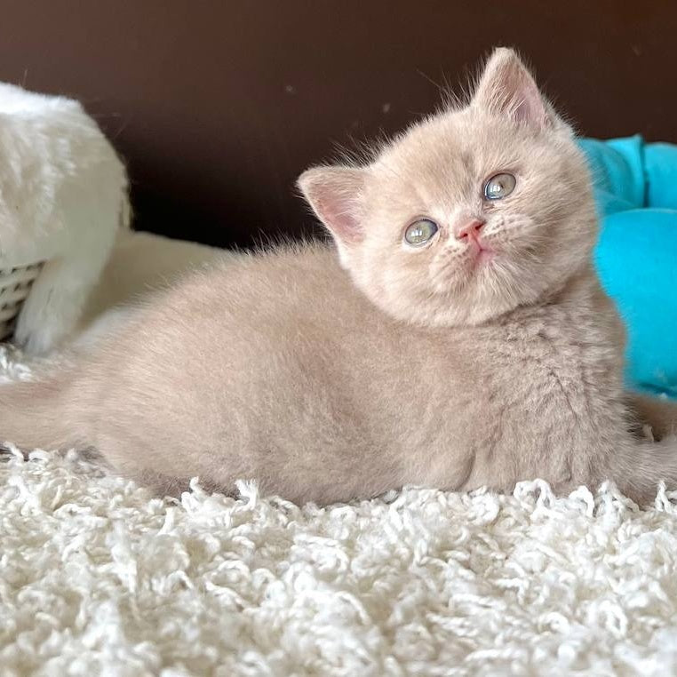 Pamela British Shorthair female, fawn