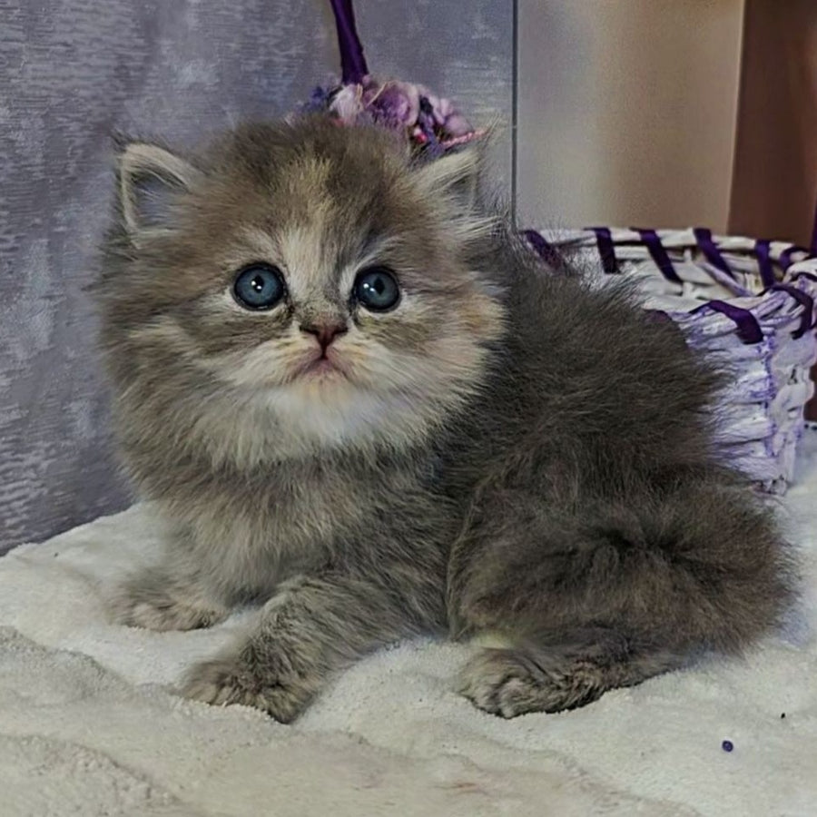 Udacha British Longhair female, blue tortie