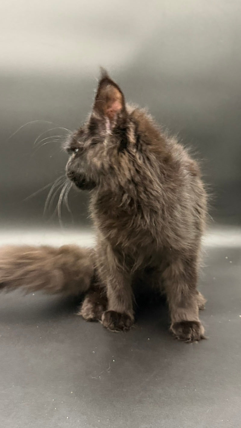 Wanda Maine Coon female, black