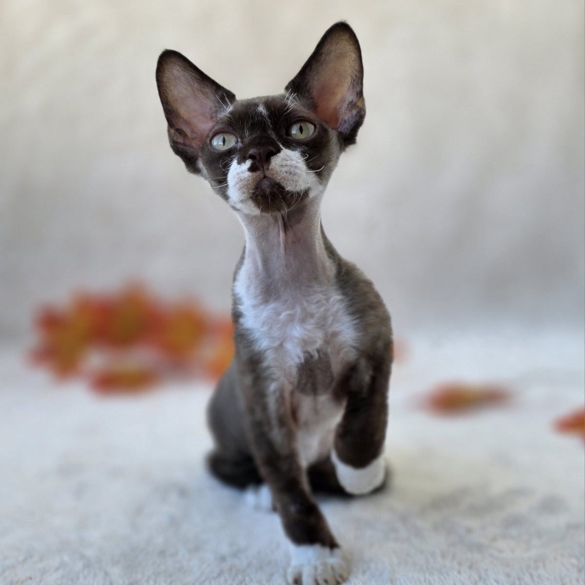 Eclair Devon Rex male, chocolate bicolour