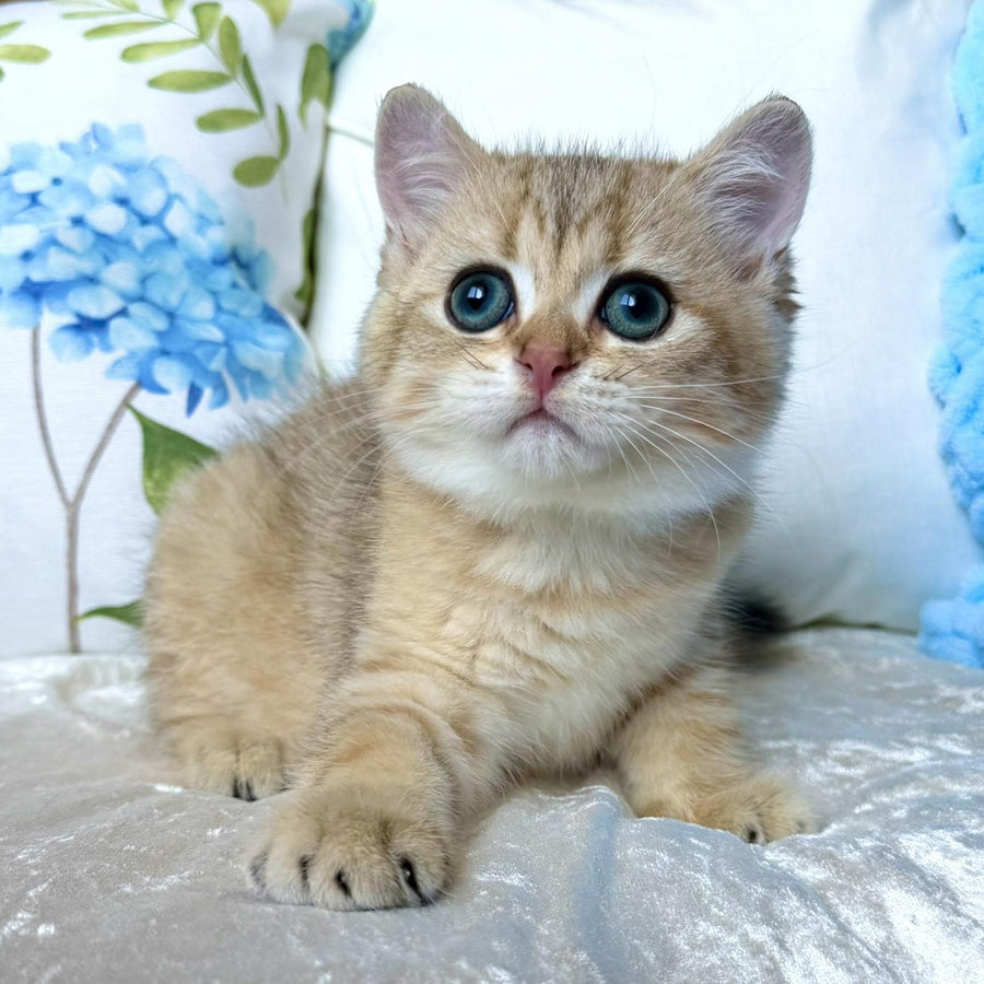 Cocos British Shorthair male, black golden spotted tabby