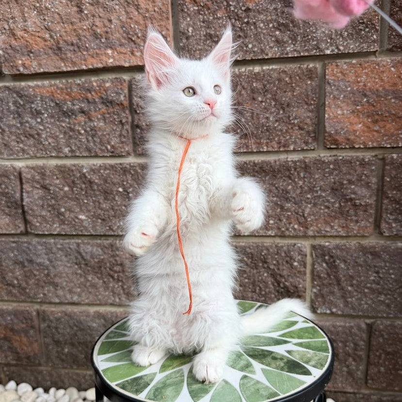 Xyla Maine Coon female, white